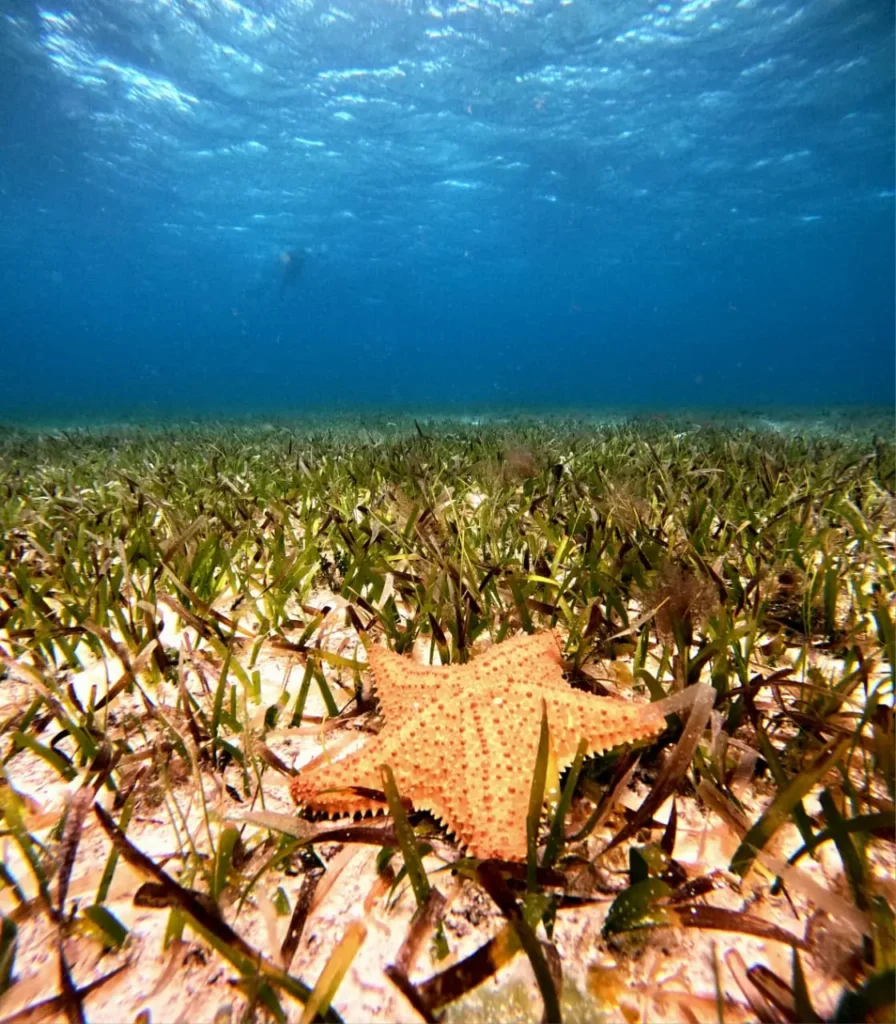 Starfish resting on seagrass in the clear waters of Cozumel.